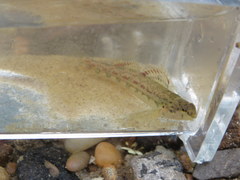 Etheostoma bellator