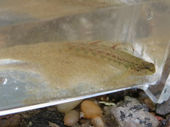 Etheostoma bellator