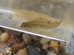 Etheostoma bellator