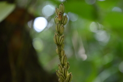 Malaxidinae