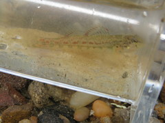 Etheostoma bellator