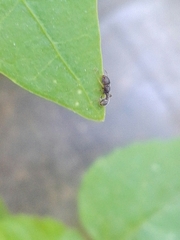 Tetramorium walshi
