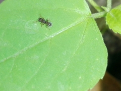 Tetramorium walshi
