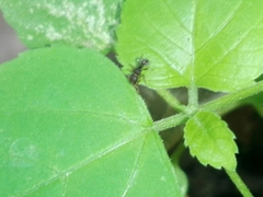 Tetramorium walshi