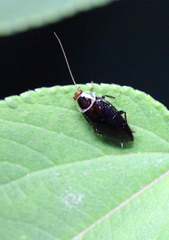Hemithyrsocera palliata