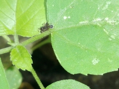 Tetramorium walshi