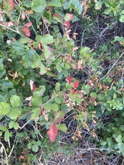 Toxicodendron diversilobum