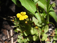Erythranthe primuloides