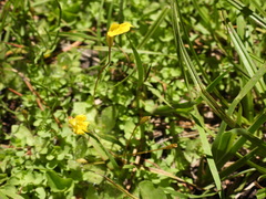 Erythranthe primuloides