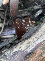 Phaeotremella fimbriata