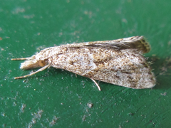 Microchilo inexpectellus