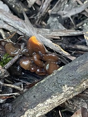 Phaeotremella fimbriata