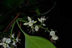 Ehretia tinifolia