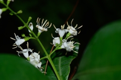 Ehretia tinifolia
