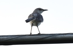 Mimus polyglottos