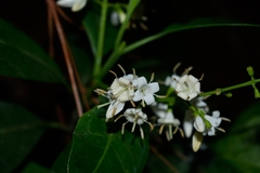 Ehretia tinifolia