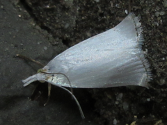 Pseudocatharylla simplex