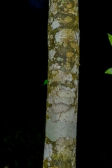 Ehretia tinifolia