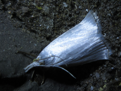 Pseudocatharylla simplex