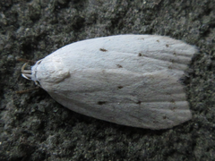 Scythropiodes approximans