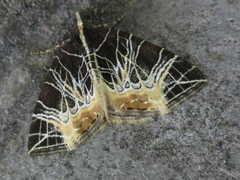 Evecliptopera illitata