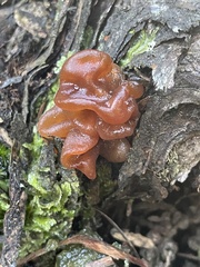 Phaeotremella fimbriata