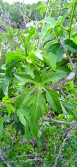 Cissus tiliacea