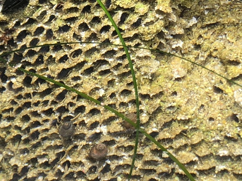 photo of California Sandcastle Worm (Phragmatopoma californica)