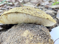 Gyroporus occidentalis