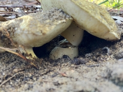 Gyroporus occidentalis