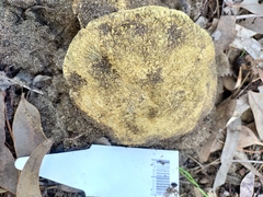 Gyroporus occidentalis