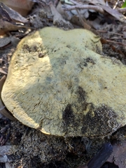 Gyroporus occidentalis
