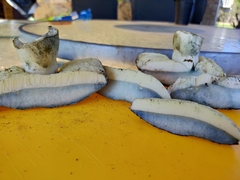 Gyroporus occidentalis