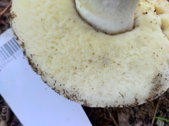Gyroporus occidentalis