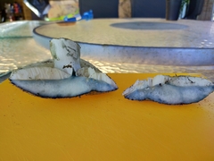 Gyroporus occidentalis