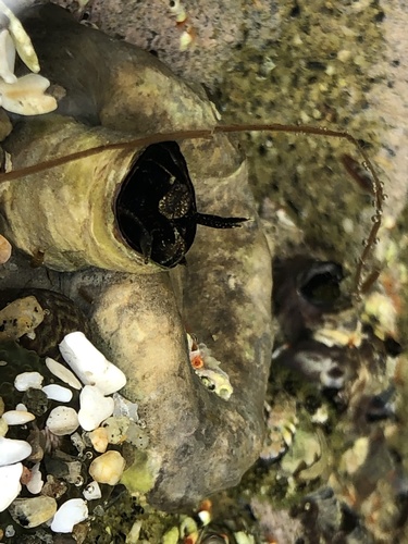 photo of Scaled Worm Snail (Thylacodes squamigerus)