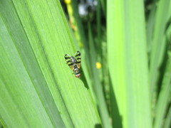 Ceroxys urticae