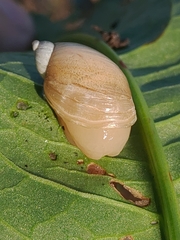 Succinea lauta