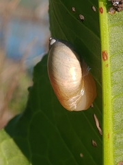 Succinea lauta