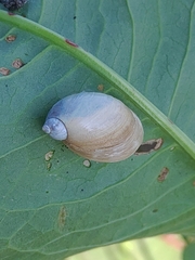 Succinea lauta