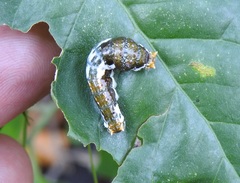 Papilio fuscus canopus