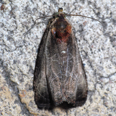 Olethreutes inornatana