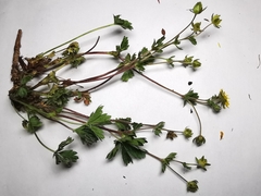 Potentilla aurea