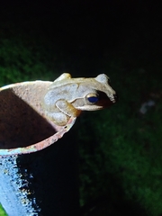 Polypedates maculatus