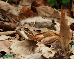 Rana pseudodalmatina