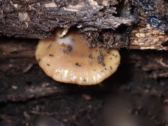 Hohenbuehelia clelandii