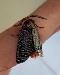 Graphelysia strigillata