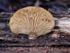 Hohenbuehelia clelandii