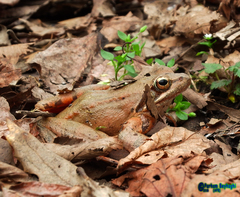 Rana pseudodalmatina
