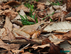 Rana pseudodalmatina